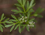 Butler's sandparsley